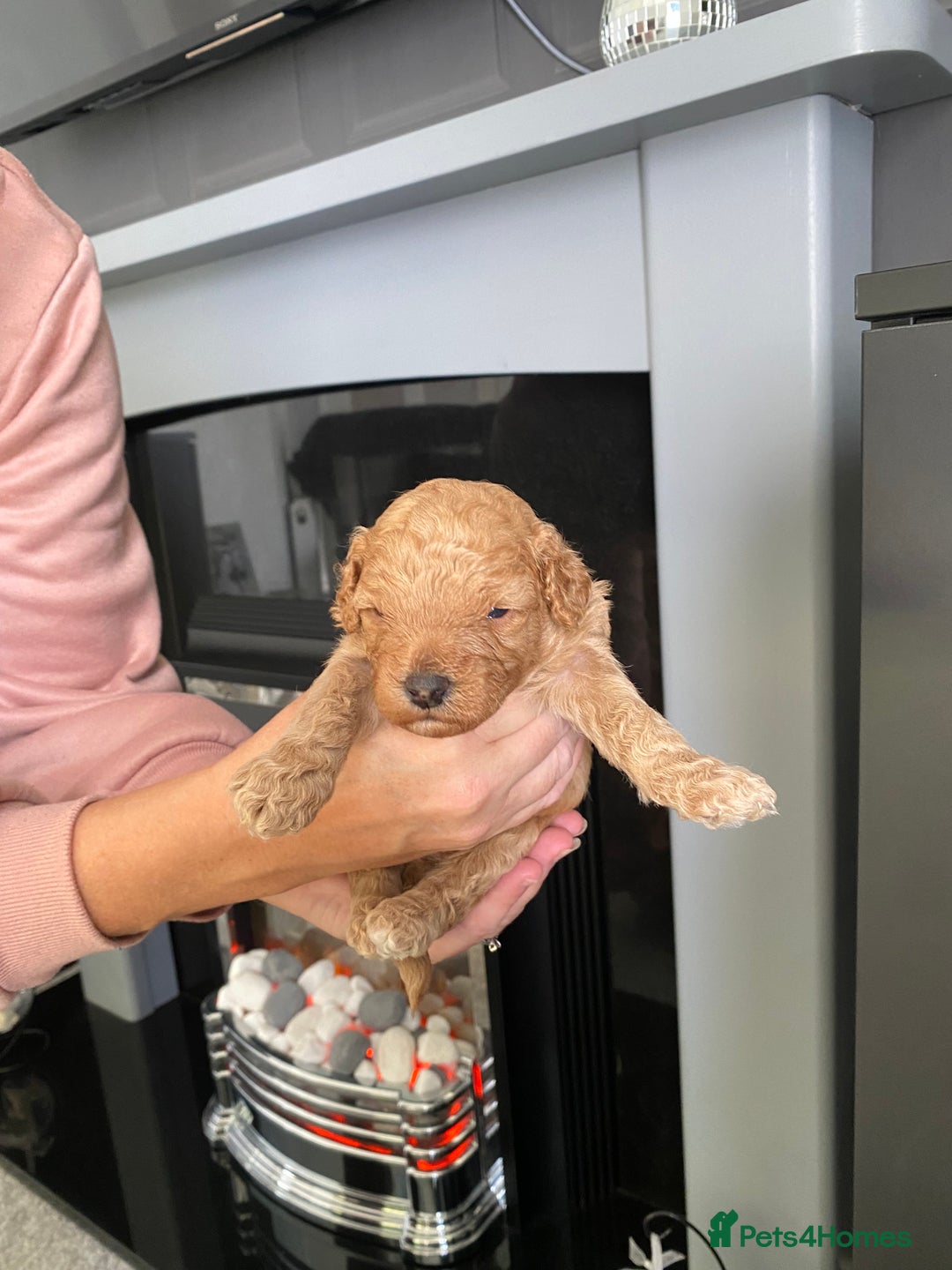 Poochon dogs for sale: 🐶🐾 4 STUNNING POOCHON PUPS 🐾🐶 - Image 3
