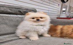 Pomeranian dogs for sale: Pomeranian puppies  - Image 7