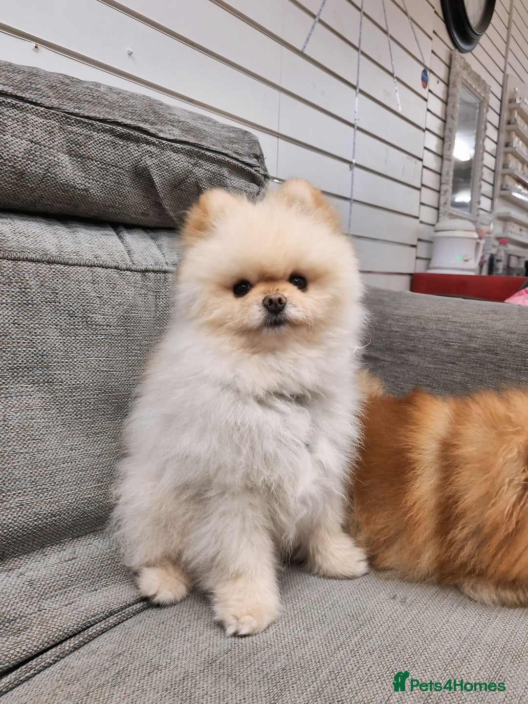 Pomeranian dogs for sale: Pomeranian puppies  - Image 7