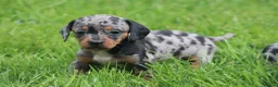 Miniature Dachshund dogs for sale: Stunning litter of Miniature Dachshunds  - Advert 7