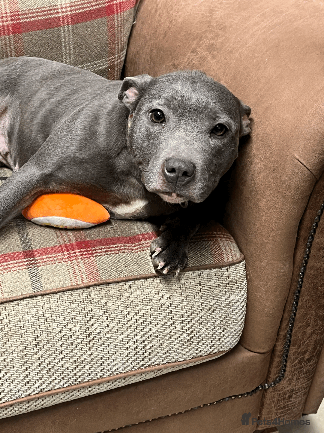 Staffordshire Bull Terrier dogs for sale: 🌸 Tallulah – KC  Staffordshire Bull Terrier 🌸 - Advert 3