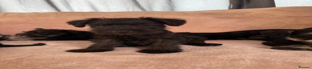Miniature Schnauzer Puppy 5