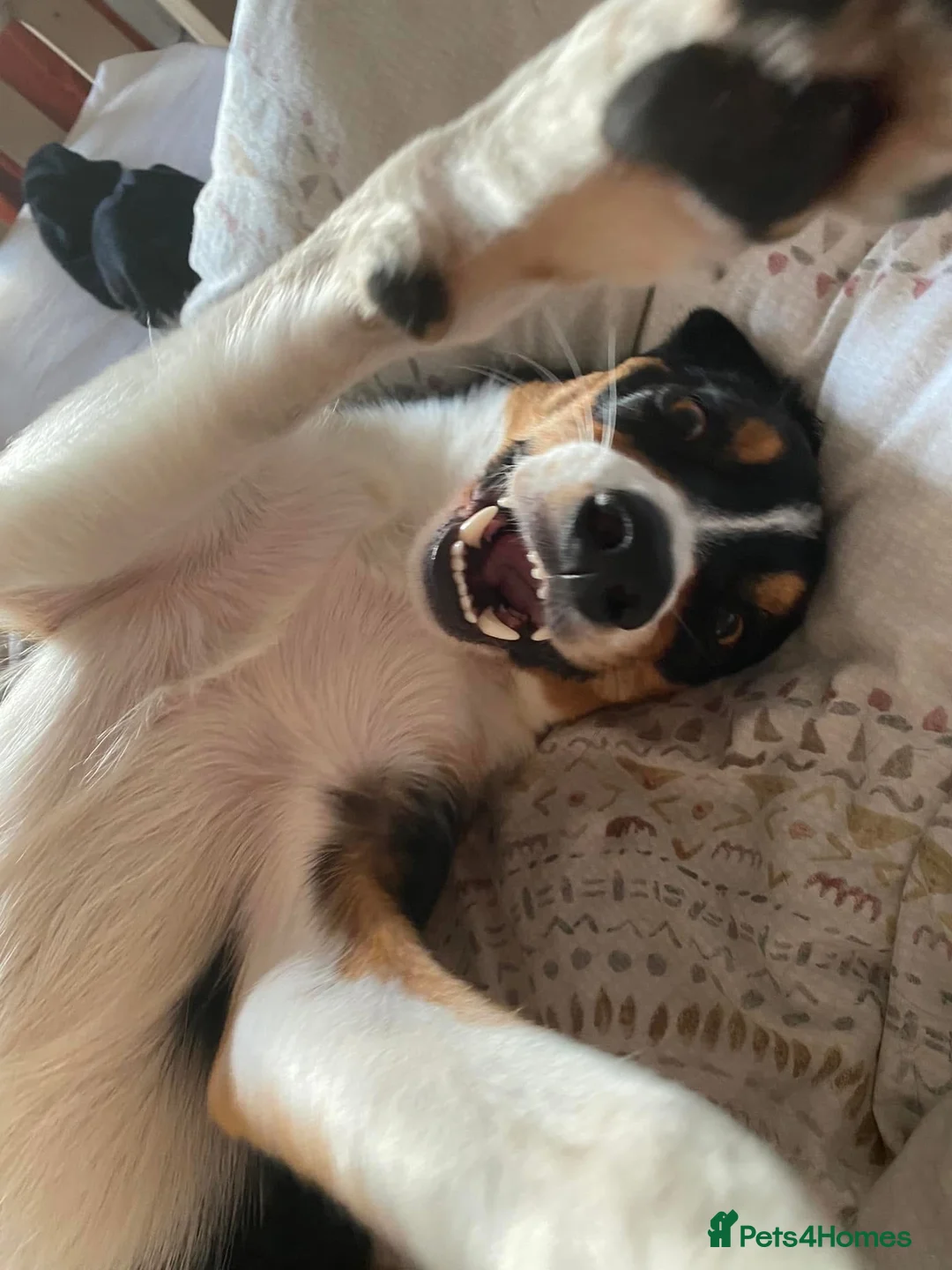 Border Collie dogs for sale: FREE Active, Loving Border Collie – 4 Years Old - Advert 5