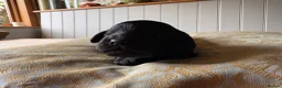 Mixed Breed dogs for sale: Delightful Schnockerpoo Puppies  - Advert 24