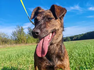 German Shepherd dogs TORI – German Shepherd (Female) - Advert 10