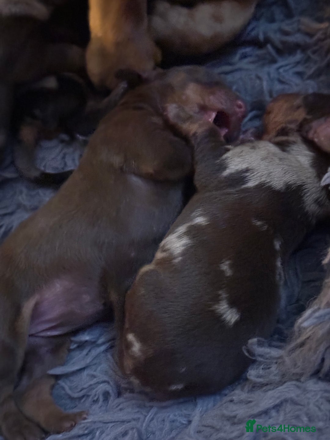 Miniature Dachshund dogs for sale: 🐾 5 Mini Dachshunds 4 dappled, 1 choc 🐾 - Advert 33