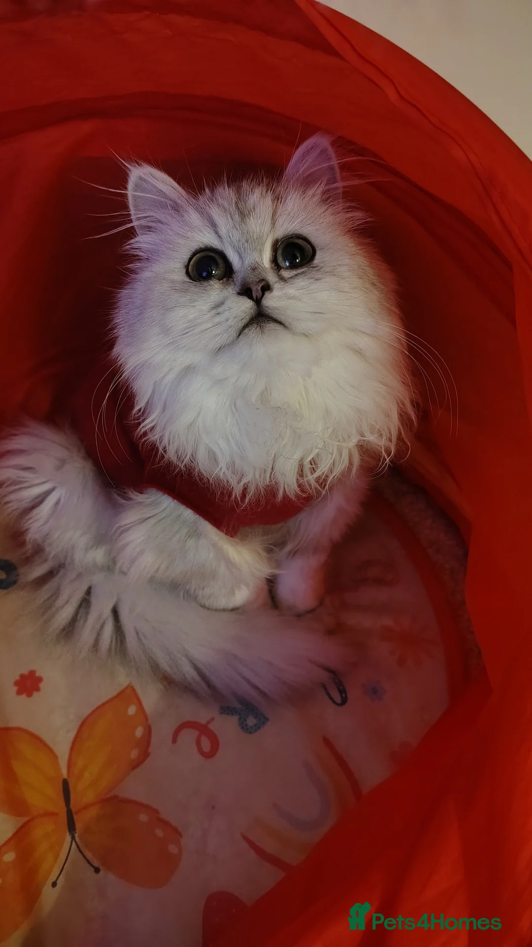 Persian cats for sale: URGENT REHOMING PERSIAN SILVER CHINCHILLA  - Advert 34