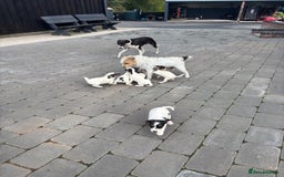 Jack Russell dogs for sale: rough coated Jack Russell  - Image 11