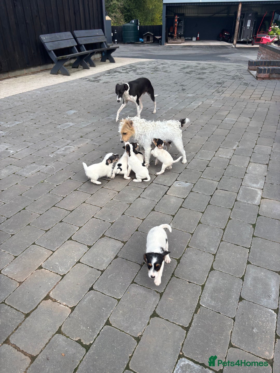 Jack Russell dogs for sale: rough coated Jack Russell  - Image 11