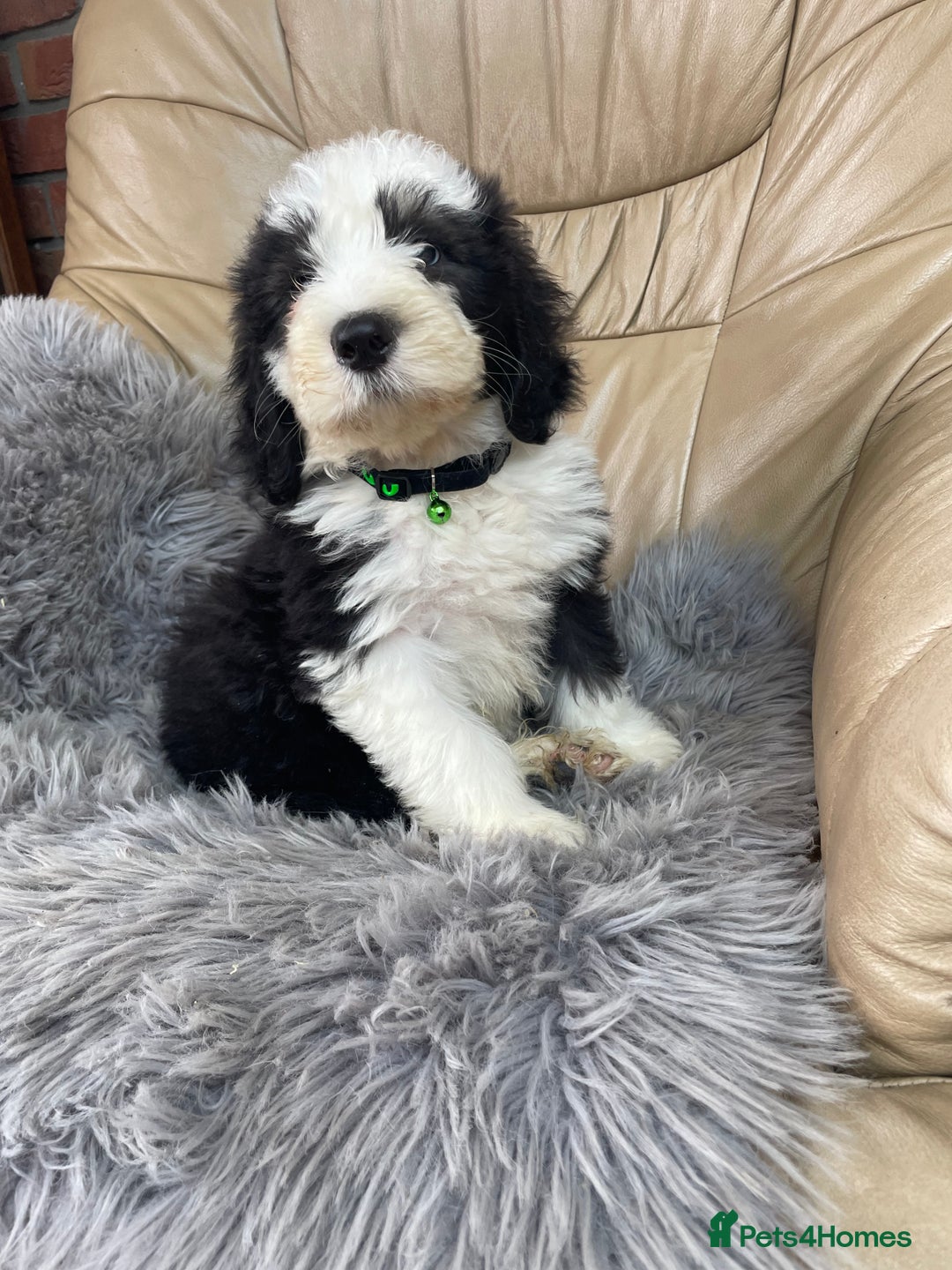 Old English Sheepdog dogs for sale: Kc old English sheep dog puppies  - Image 7
