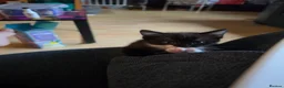 British Shorthair cats for sale: Ferns last litter  - Advert 31