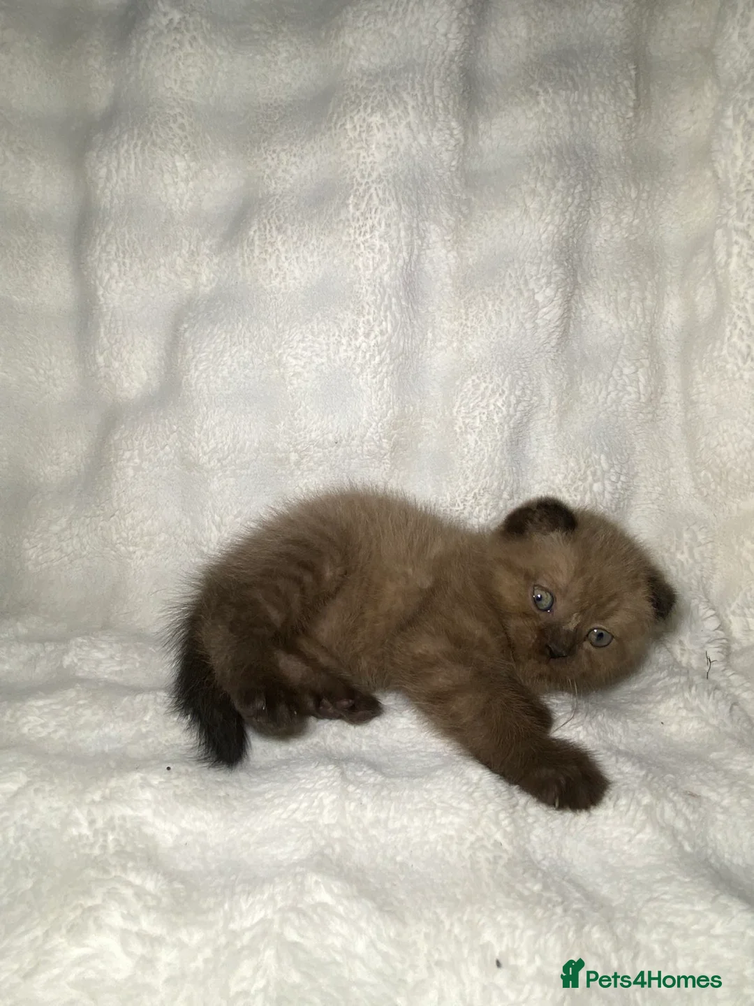 Mixed Breed cats for sale: BSH x SottishFold Kitten Looking For A New Home🏡 - Advert 2