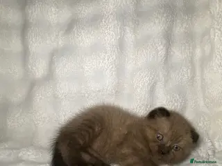 Mixed Breed cats BSH x SottishFold Kitten Looking For A New Home🏡 - Advert 3