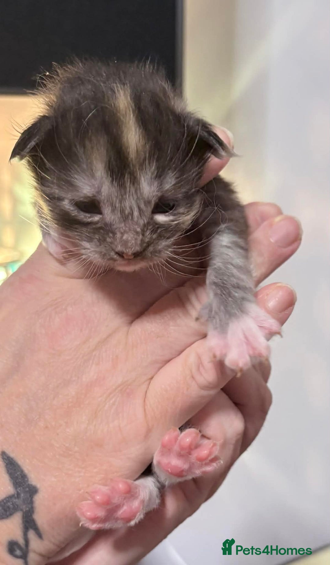 Maine Coon cats for sale: 6 lovely Maine coon kittens  - Advert 6