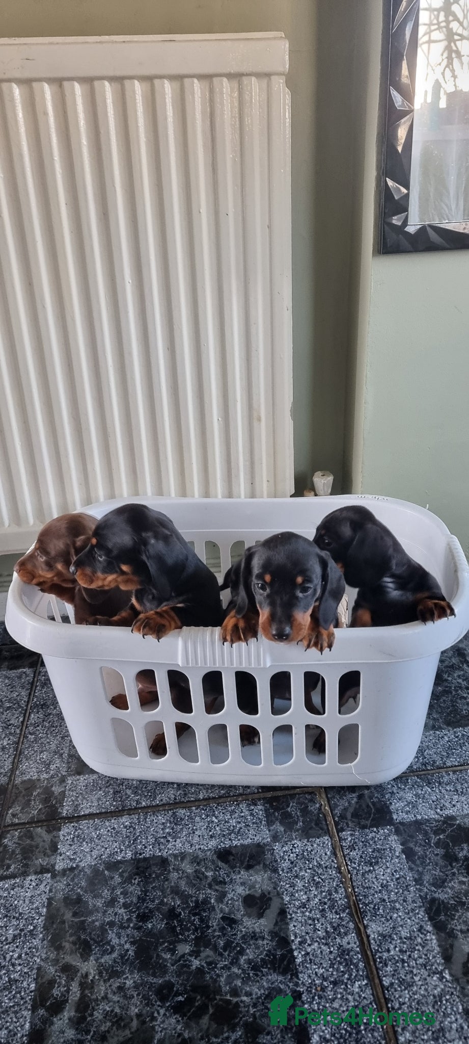 Dachshund dogs Standard dachshund  - Advert 1