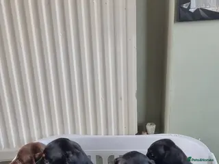 Dachshund dogs Standard dachshund - Advert 1