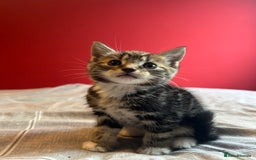 Domestic Shorthair cats for sale: 4 tabby kittens and 1 tuxedo kitten for sale! - Image 11