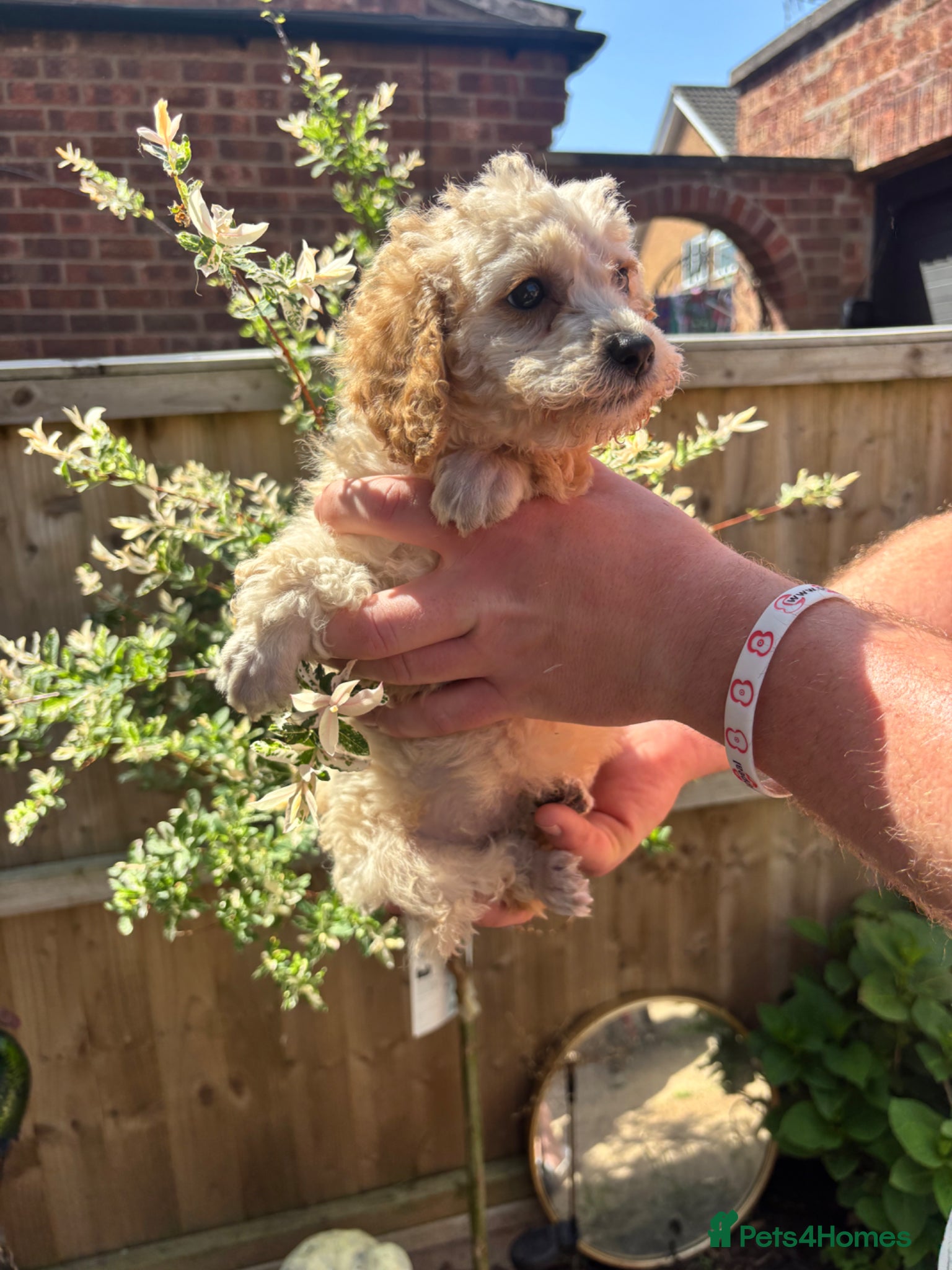 Toy Poodle dogs for sale: Litter of 2 beautiful Apricot girls  - Advert 5
