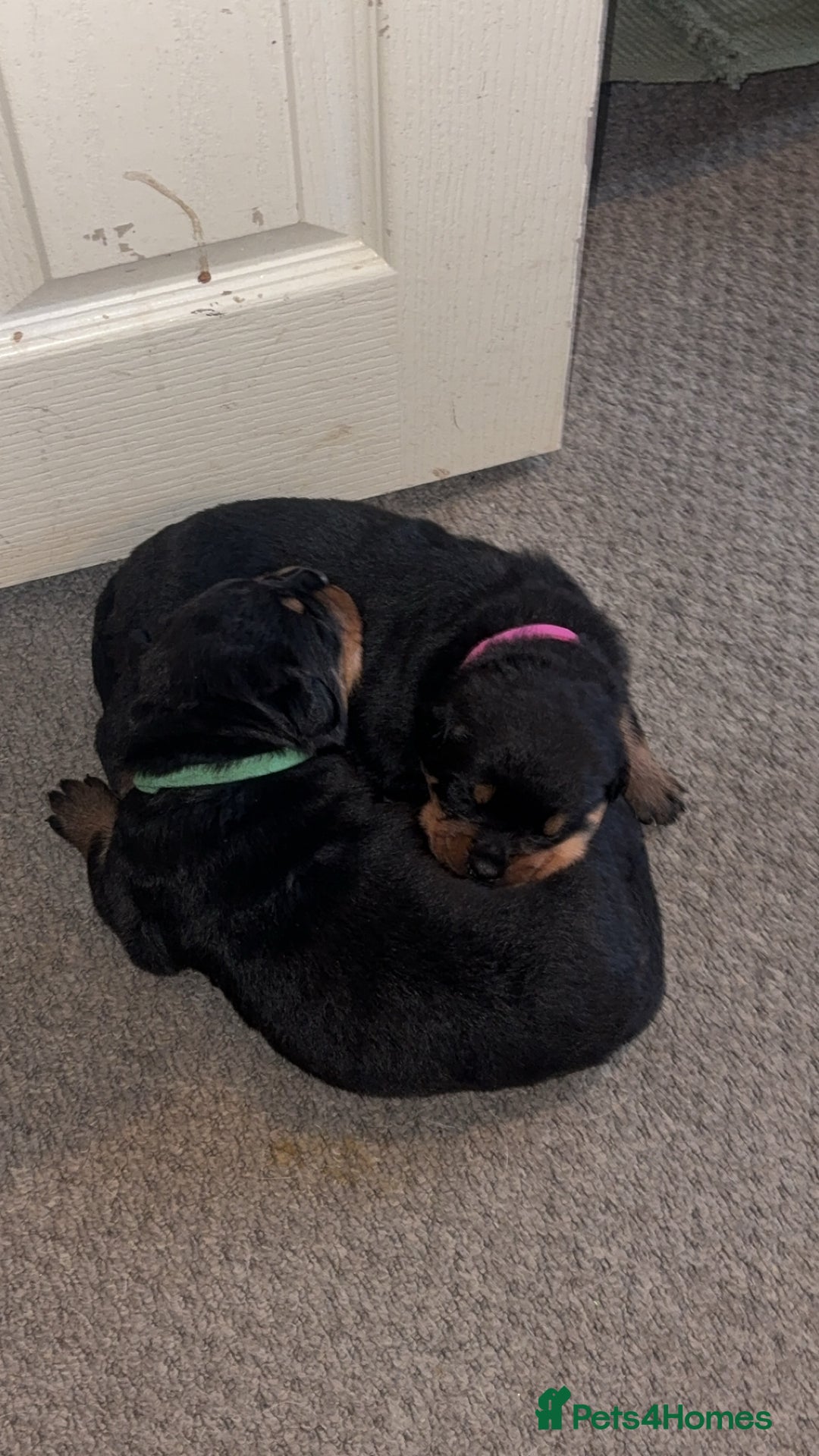 Rottweiler dogs for sale: 3 chunky KC registered girls for sale - Advert 9