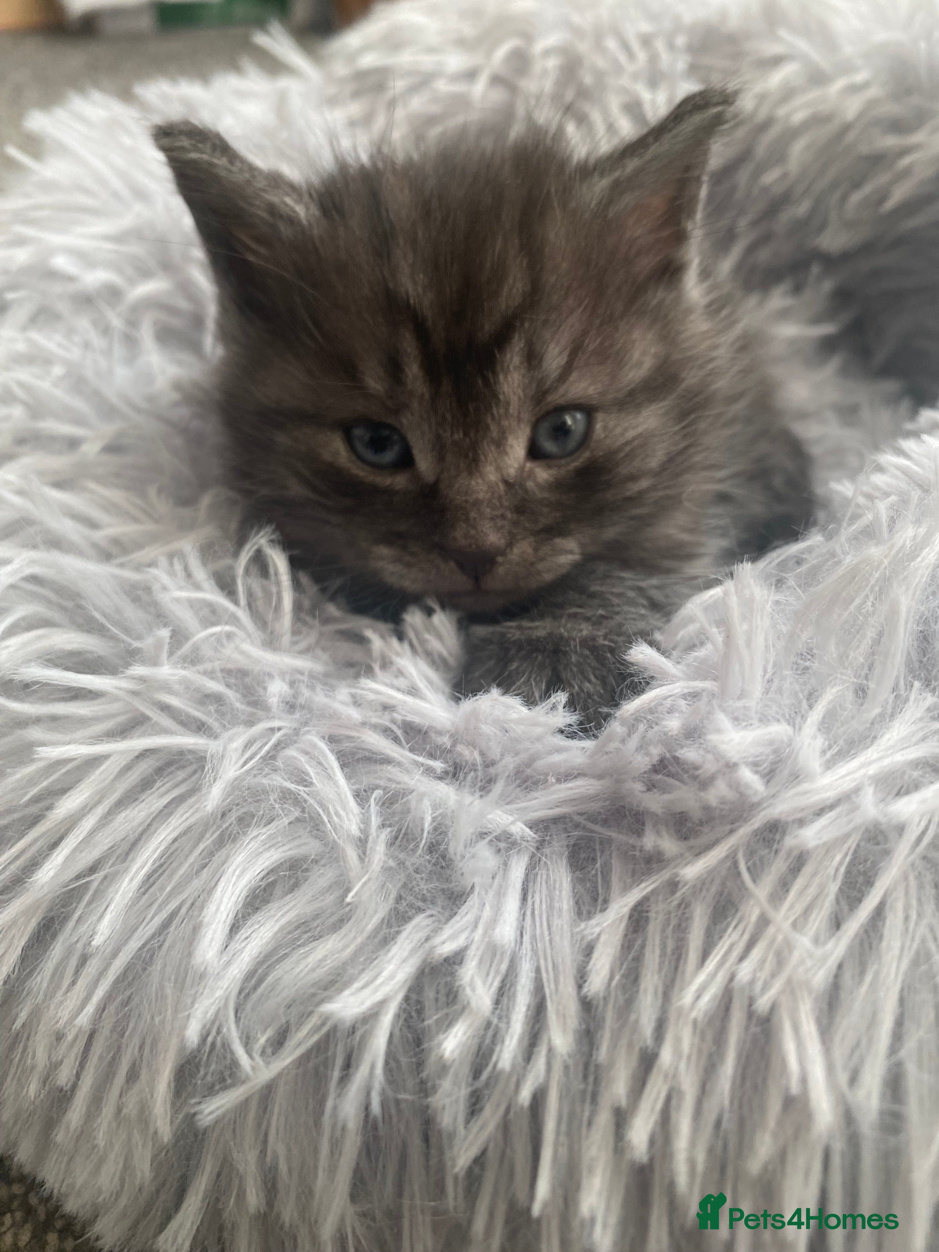 Mixed Breed cats Cute fluffy smoke grey kitten - Advert 1