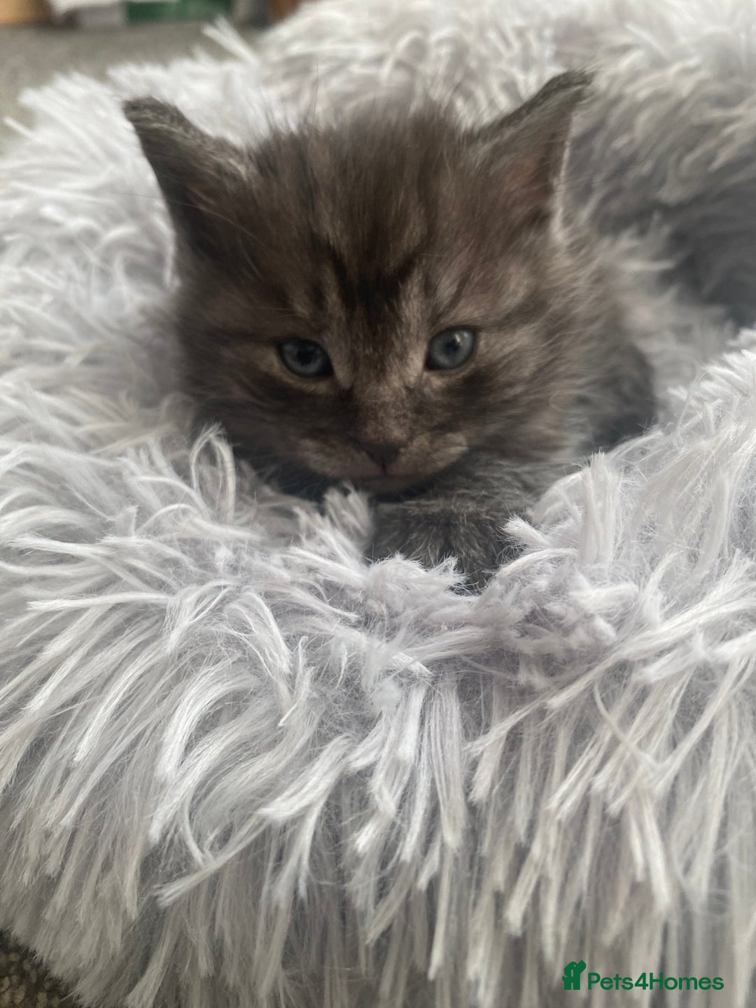 Mixed Breed cats for sale: Cute fluffy smoke grey kitten - Advert 1