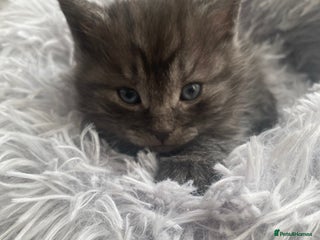 Mixed Breed cats Cute fluffy smoke grey kitten - Advert 1