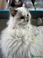 Ragdoll cats Gorgeous Tica mink ragdoll kittens ready now - Advert 3