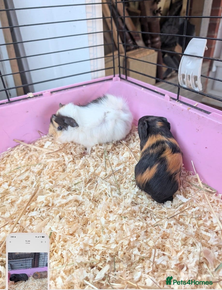 Guinea Pig rodents Lovely guinea pigs - Advert 16