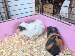 Guinea Pig rodents Lovely guinea pigs - Advert 16