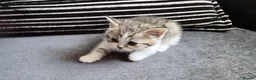 Persian cats for sale: PERSIAN CHINCHILLAS X - Advert 12