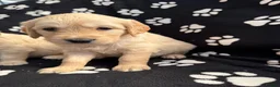 Golden Retriever dogs for sale: Kennel Club Health Tested Golden Retriever Puppies - Advert 24