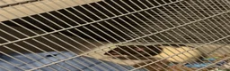 Rat rodents for sale: 4 male rats for adoption.(Cage included plus more) - Advert 20