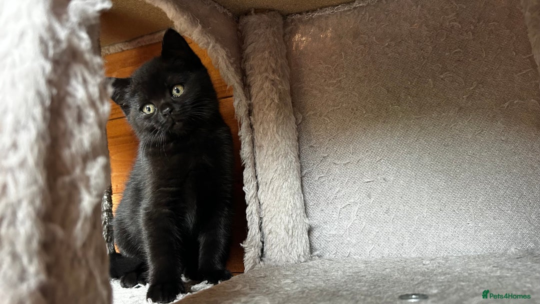 American Shorthair cats for sale: Free 2 Cute Short Hair Sisters  - Advert 2