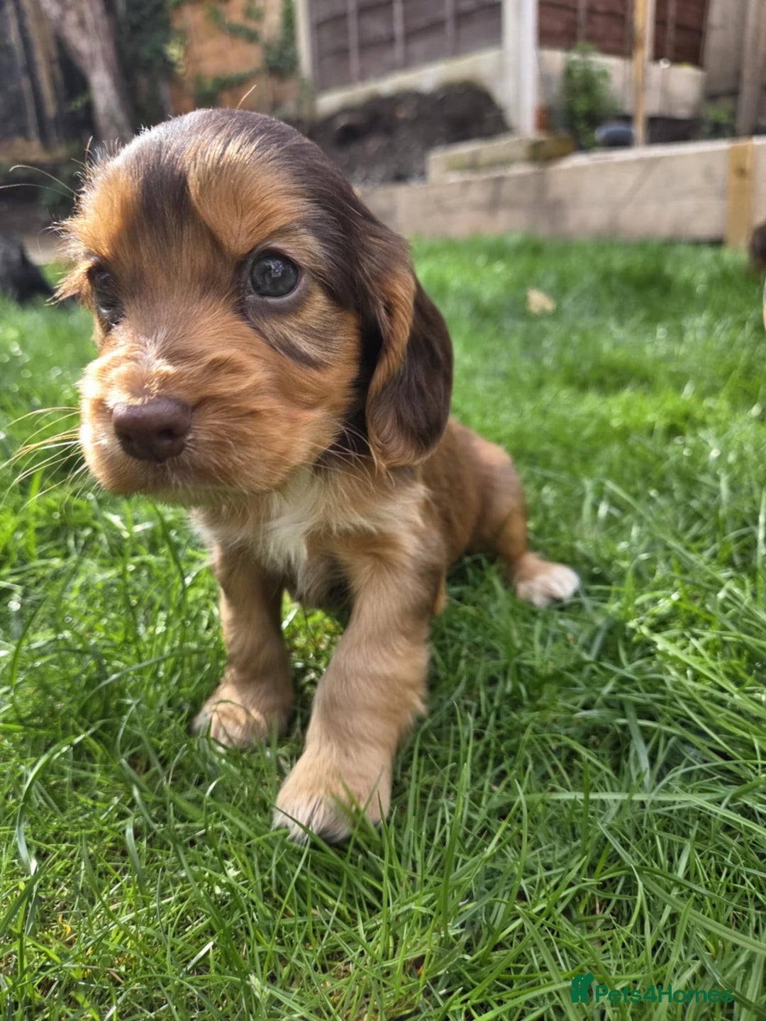 Cocker Spaniel dogs for sale: Show cocker spaniels  - Image 5