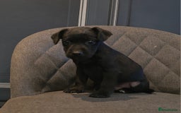 Patterdale Terrier dogs for sale: Patterdale Working Pups Ready To Go - Image 12