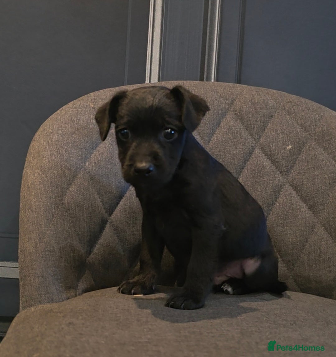 Patterdale Terrier dogs for sale: Patterdale Working Pups Ready To Go - Image 12