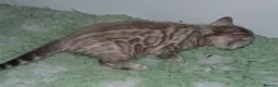 Bengal cats for sale: Superbly rosetted Bengals - Advert 5