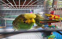 Budgerigars birds for sale: 3 Young Cock Budgies For Sale - Image 4