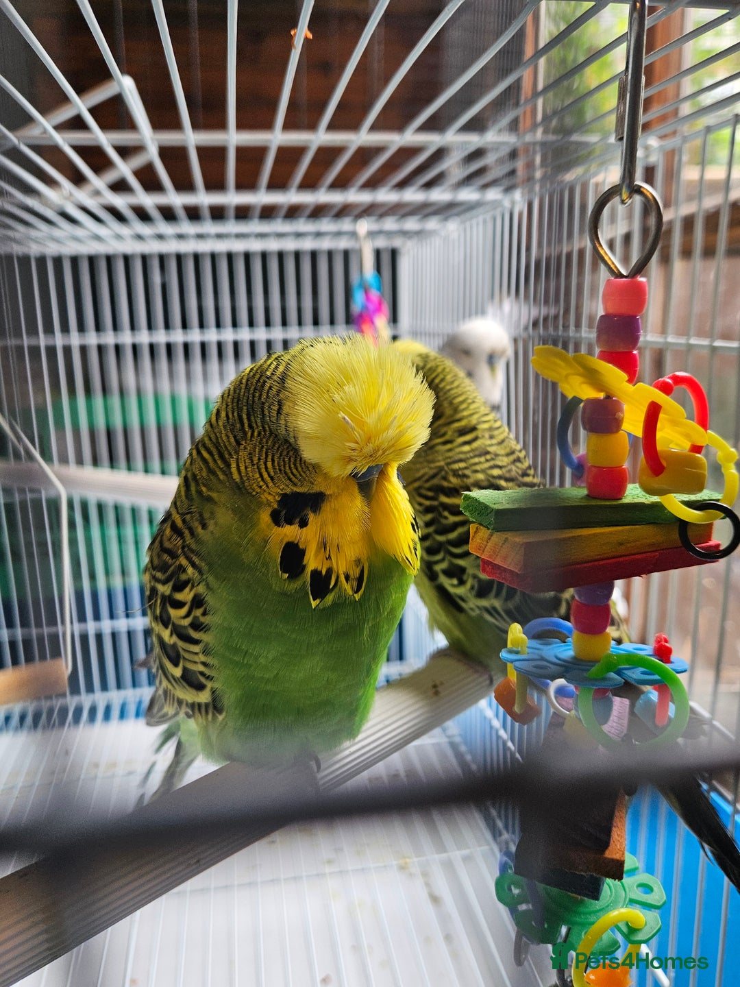Budgerigars birds for sale: 3 Young Cock Budgies For Sale - Image 4