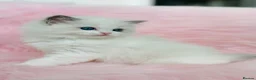 Ragdoll cats for sale: Beautiful with amazing eyes girl - Advert 10