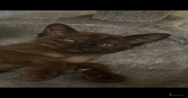 Burmese cats - Advert 1