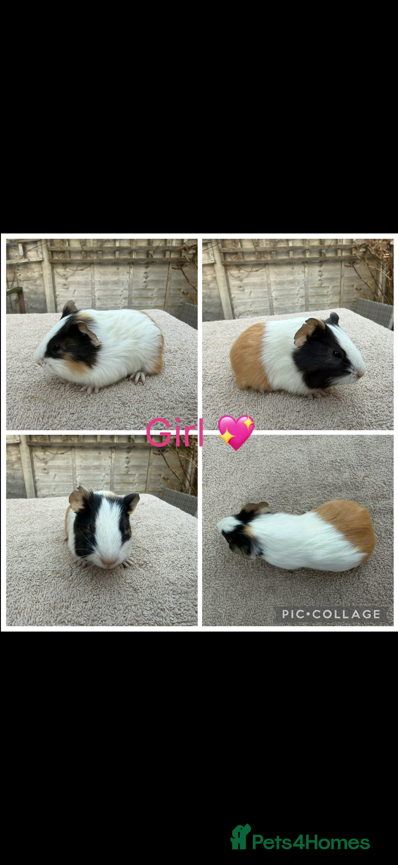 Guinea Pig rodents Male & Female Guinea pigs(Teddy,Funky,Abby,Smooth) - Advert 9