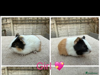 Guinea Pig rodents Male & Female Guinea pigs(Teddy,Funky,Abby,Smooth) - Advert 9