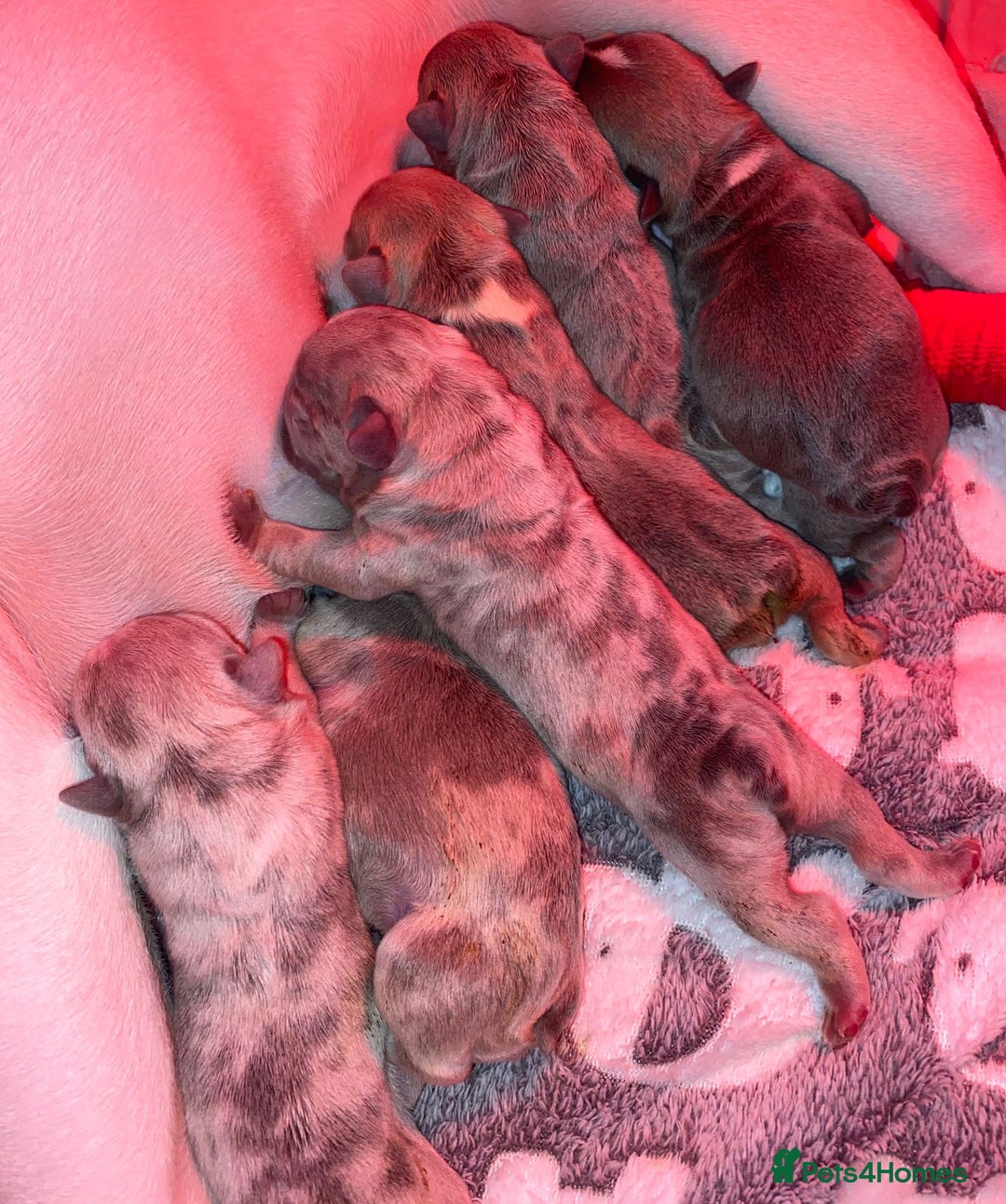 French Bulldog dogs for sale: Last girl top right still avaliable  - Advert 2