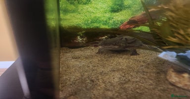 Axolotl reptiles - Advert 16
