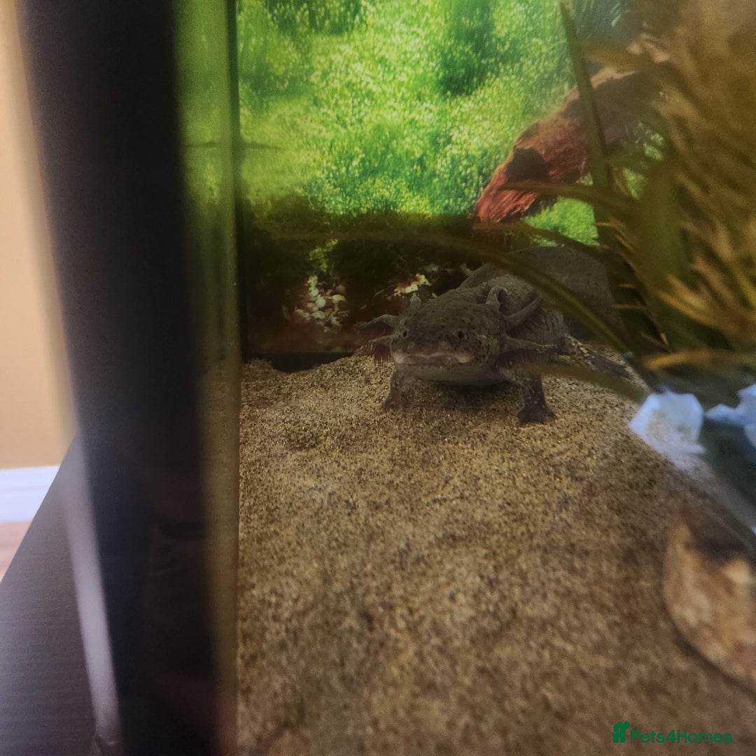 Axolotl reptiles for sale: 2 Axolots with pump, fish tank and cabinet - Image 3