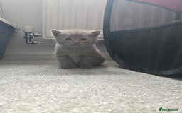 Norwegian Forest Cat cats for sale: Nfc/bsh beautiful mix  - Image 11