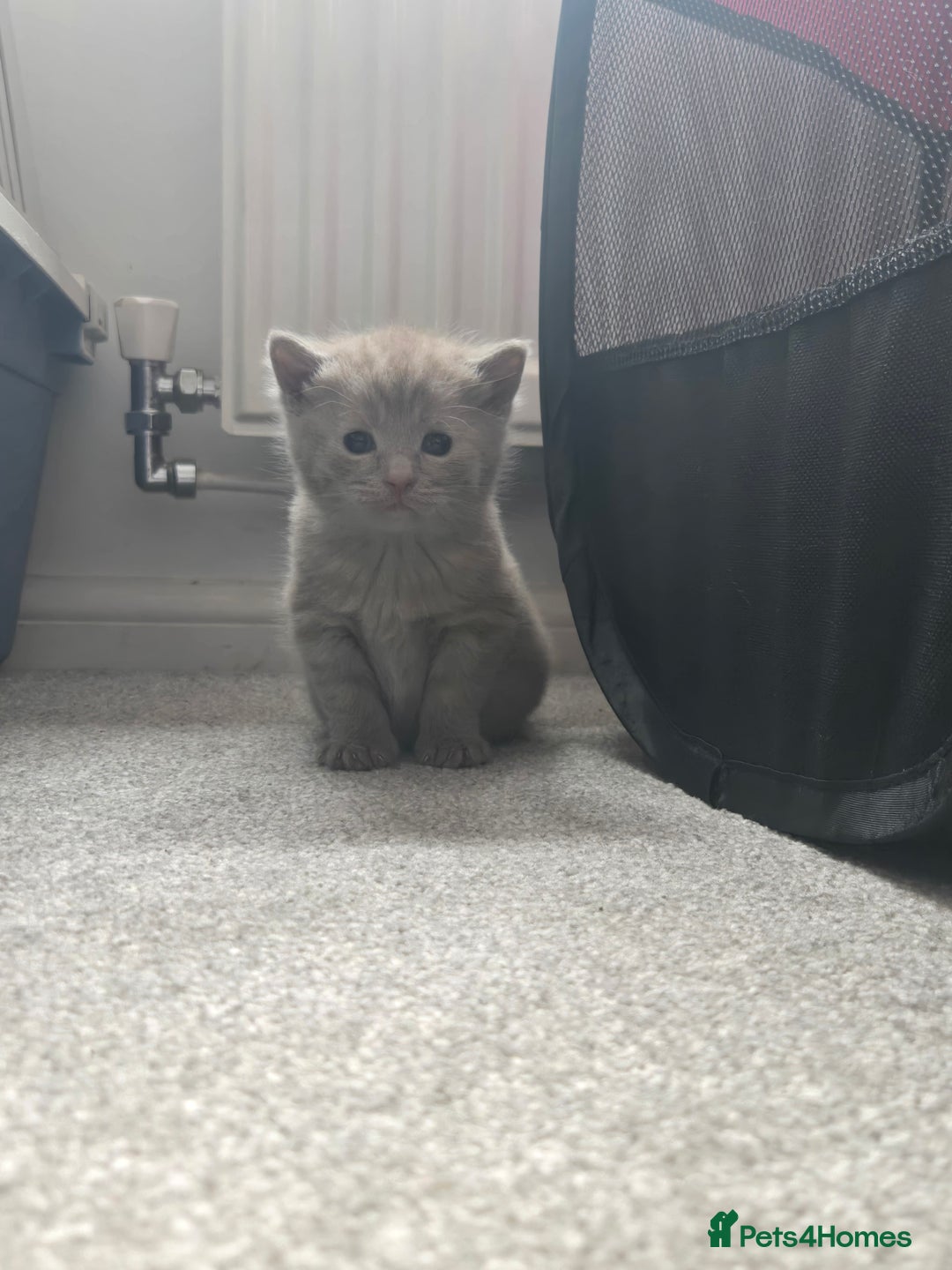 Norwegian Forest Cat cats for sale: Nfc/bsh beautiful mix  - Image 11
