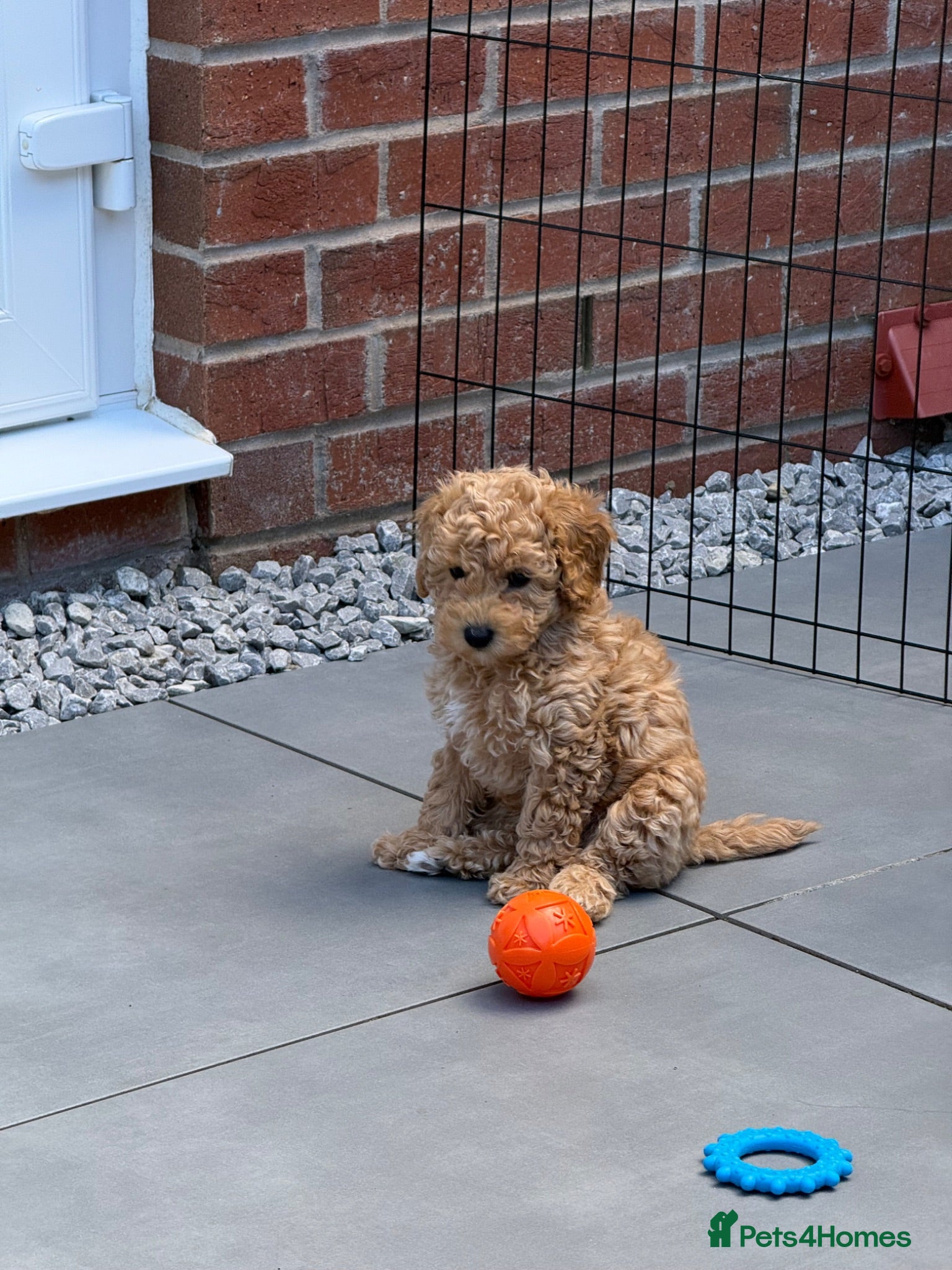 Cockapoo dogs ONLY 1 LEFT - Toy Cockapoo GIRL Ready Now - Advert 18
