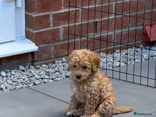 Cockapoo dogs ONLY 1 LEFT - Toy Cockapoo GIRL Ready Now - Advert 8